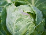 Head Cabbage