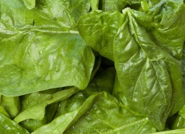 © Melis82 | Stock Free Images & Dreamstime Stock Photos