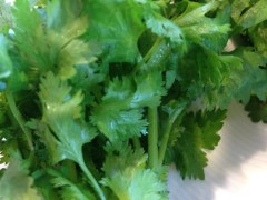 Cilantro-Pusateris