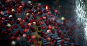 Photo courtesy Ocean Spray