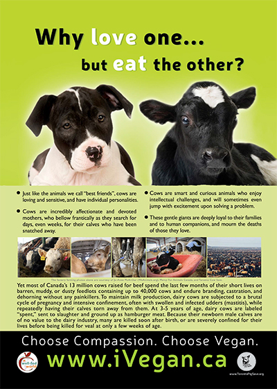 vegetarian-1why_love_one_poster_cow_400