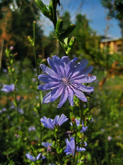 Chicory 